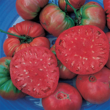 Giant Belgium Tomato