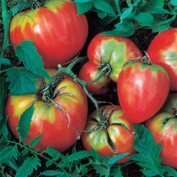 Giant Oxheart Tomato
