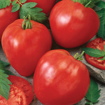 Tomato, Giant Oxheart 