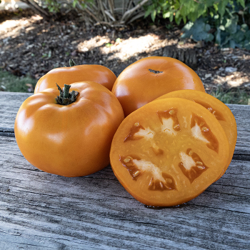 Tomato, Golden Jubilee 