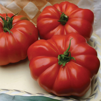 Grandmas Pick Hybrid Tomato