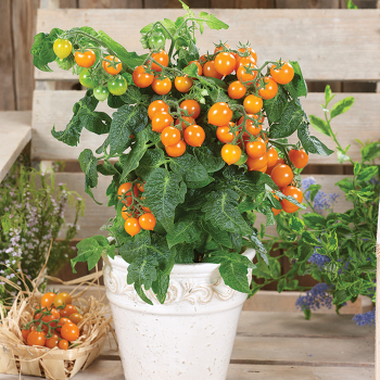 Heartbreaker Twiggy Orange Hybrid Tomato