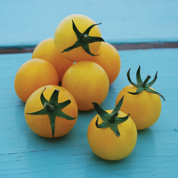 Hartman's Yellow Gooseberry Tomato