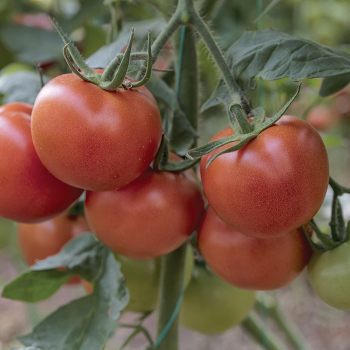 Independence Day Tomato