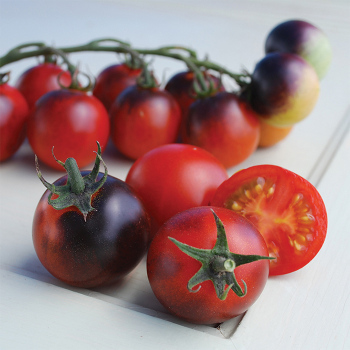 Indigo™ Cherry Drops Hybrid Tomato