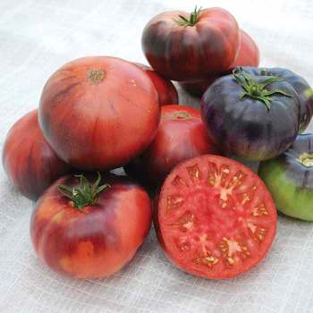 Indigo™ Series Tomato Seeds: Totally Tomatoes