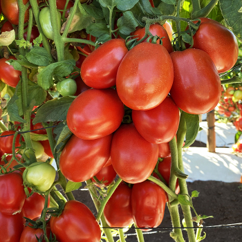 Tomato, Inca Hybrid Tomato, Inca Hybrid