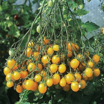 Ildi Tomato