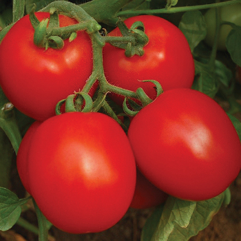 Invincible Hybrid Tomato