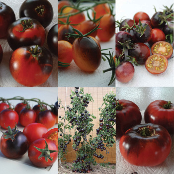 Indigo Tomato Collection - 1 Each Of 6 Varieties