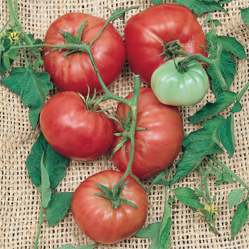 Climbing Trip-L-Crop Tomato