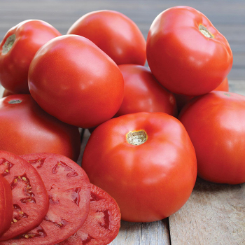 Jamestown Hybrid Tomato