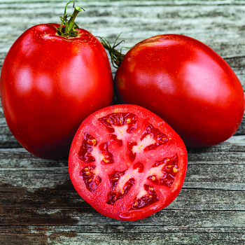 Tomato, Jersey Devil 