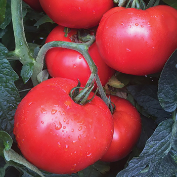 Jolene Hybrid Tomato