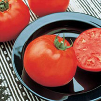 Jetsetter Hybrid Tomato