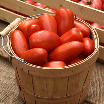 【レッチリとまと】 Red Slicer Tomatom - FARM PICK-UP ONLY! – Franklinharvest