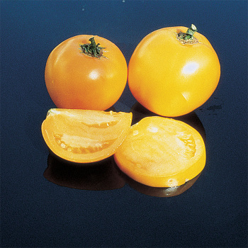 Lillian's Yellow Heirloom Tomato
