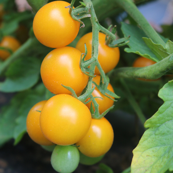 Tomato, Lemonsugar Hybrid Tomato, Lemonsugar Hybrid