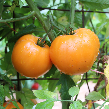 Tomato, Maiden's Gold 