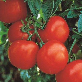 Marglobe Improved Tomato