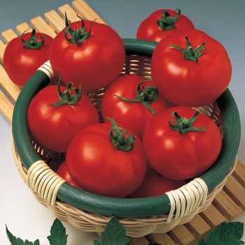 Little Margo Hybrid Tomato