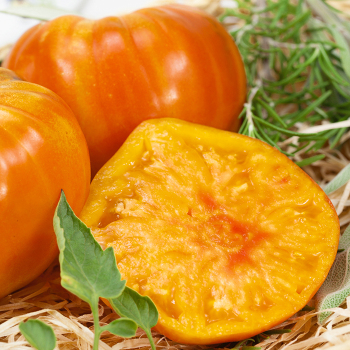 Tomato, Marvel Stripe  Tomato, Marvel Stripe