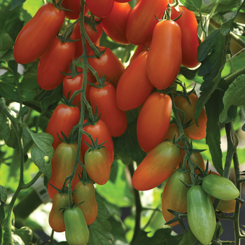 Marzito Hybrid Tomato