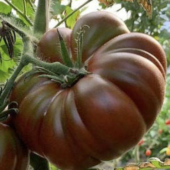 Tomato, Mocha Hybrid Tomato, Mocha Hybrid
