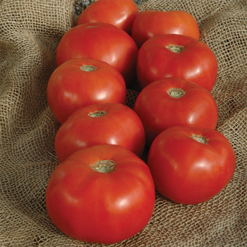 Mountain Majesty Hybrid Tomato