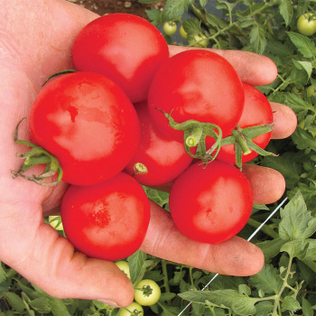Medium-Small Tomato Seeds: Totally Tomatoes