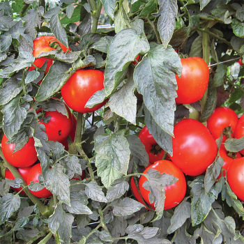 Mountain Merit Hybrid Tomato