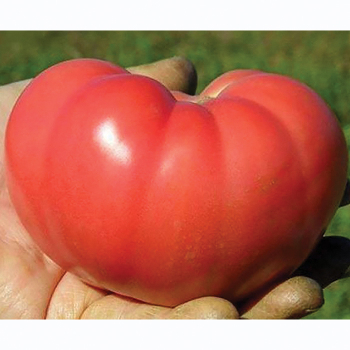 Mountain Rouge Hybrid Tomato