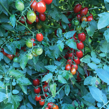 Mountain Vineyard Hybrid Tomato