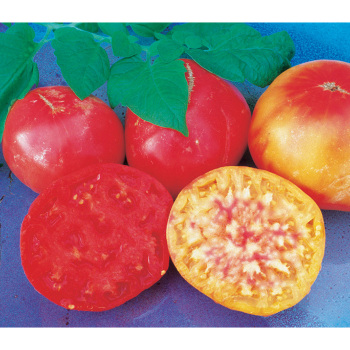 Mr. Stripey Tomato
