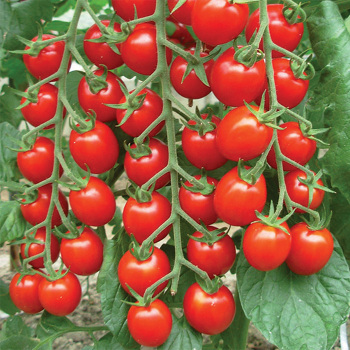 Natures Bites Hybrid Tomato