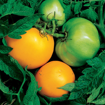Nebraska Wedding Tomato