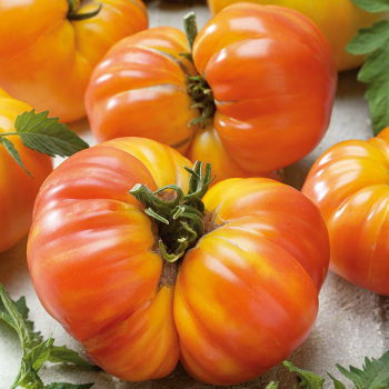 Tomato, Oaxacan Jewel  Tomato, Oaxacan Jewel