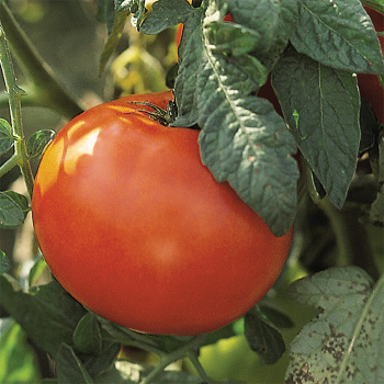 Old Brooks Tomato