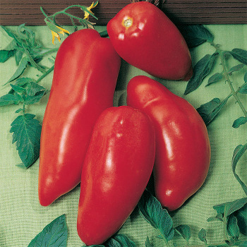 Tomato, Opalka  Tomato, Opalka