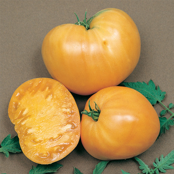 Oxheart Orange Tomato