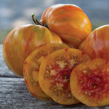 Tomato, Patty's Striped Beefsteak  Tomato, Patty's Striped Beefsteak