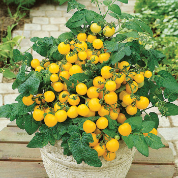 Patio Choice Yellow Hybrid Tomato