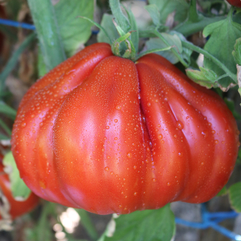 Tomato, Palpatation Hybrid