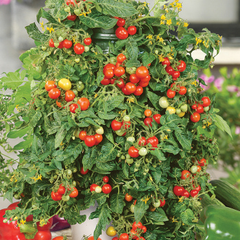 Patio Choice Red Hybrid Tomato