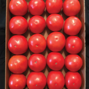 Patsy Hybrid Tomato