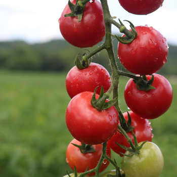 New Items: Totally Tomatoes
