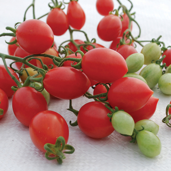 Cream of the Crop™ Pink Champagne Hybrid Tomato