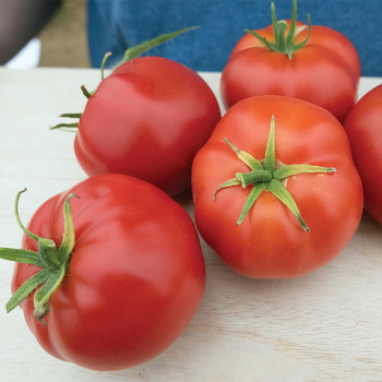 Quarter Century Tomato
