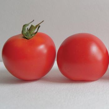 Red Racer Hybrid Tomato