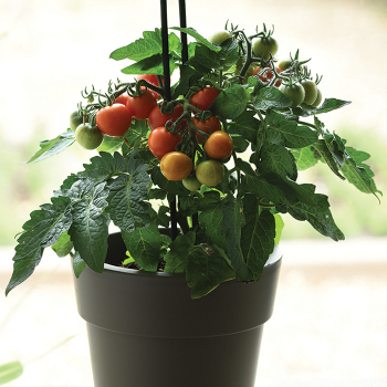 Edible Potted Red Velvet Hybrid Tomato